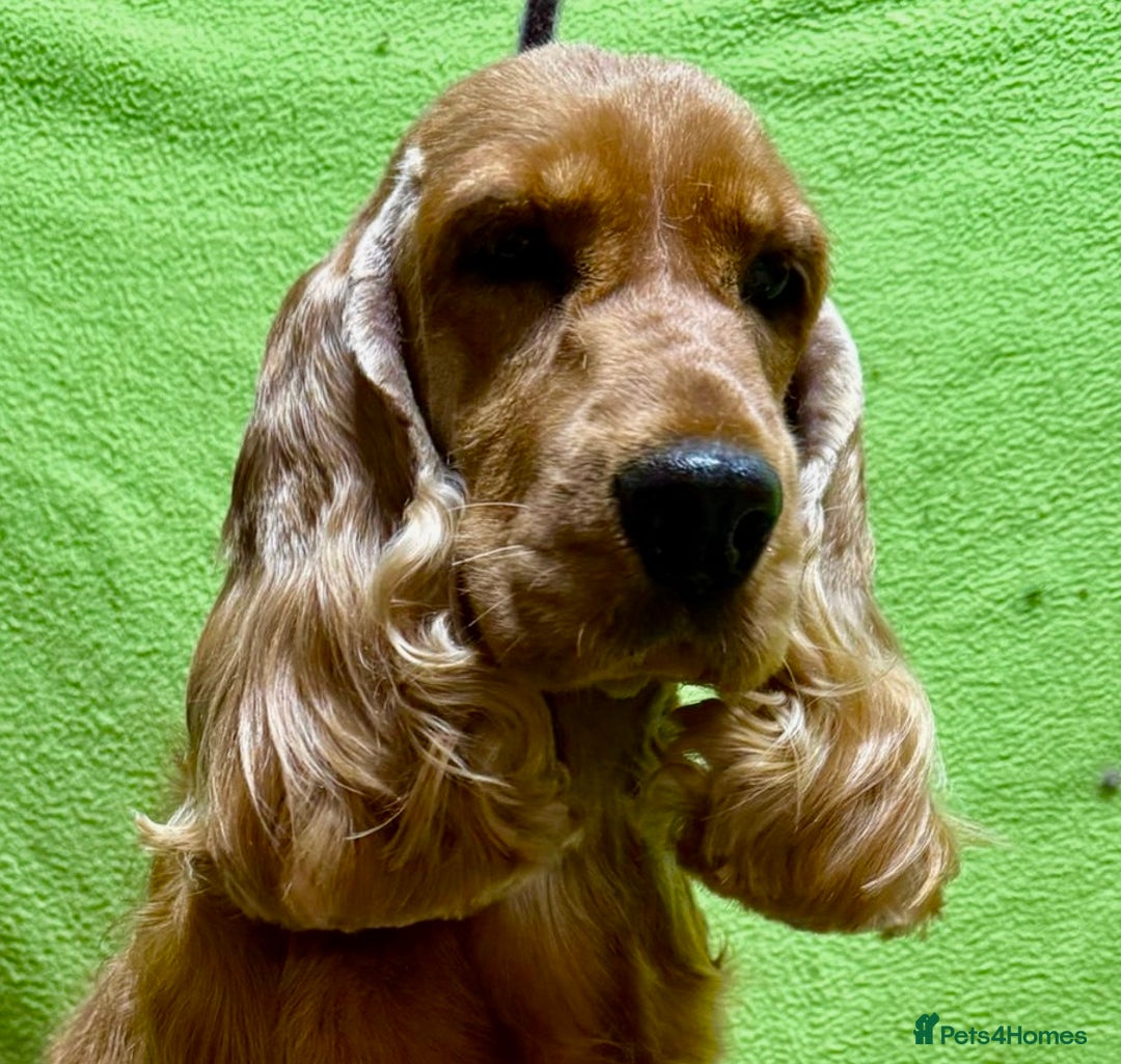 Cocker Spaniel dogs for adoption: Hazel’s Story: Left Behind, Fighting to Survive - Image 6