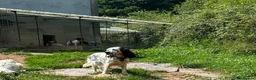 English Setter dogs for adoption: Musa  in New Romney - Advert 6