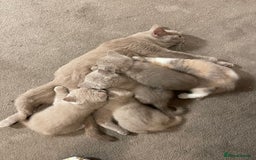 British Shorthair cats for sale: British Shorthair Kittens - Ready in 3 Weeks! - Image 2