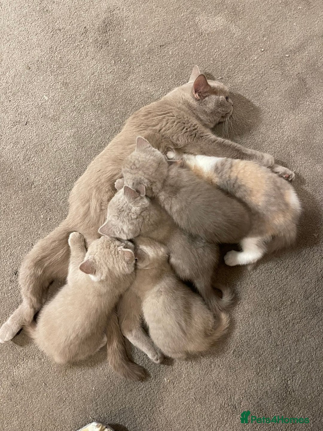 British Shorthair cats for sale: British Shorthair Kittens - Ready in 3 Weeks! - Image 2