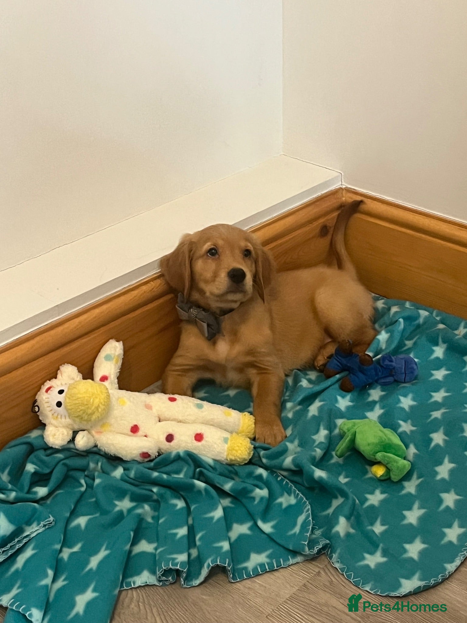 Golden Retriever dogs KC Fox Red Golden Retriever Puppies  - Advert 1