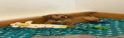 Golden Retriever dogs for sale: KC Fox Red Golden Retriever Puppies  - Advert 4