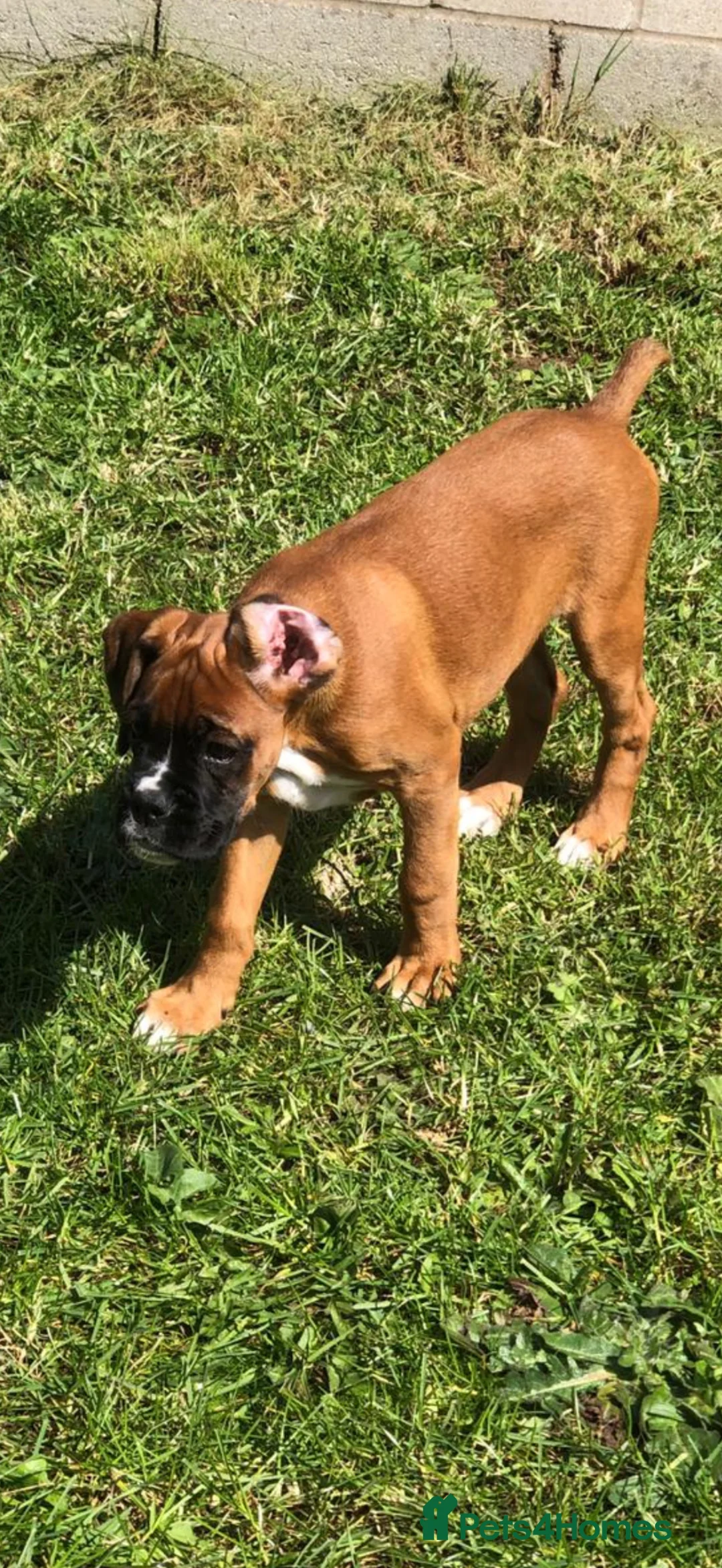 Boxer dogs for sale: Boxer pups  - Advert 2