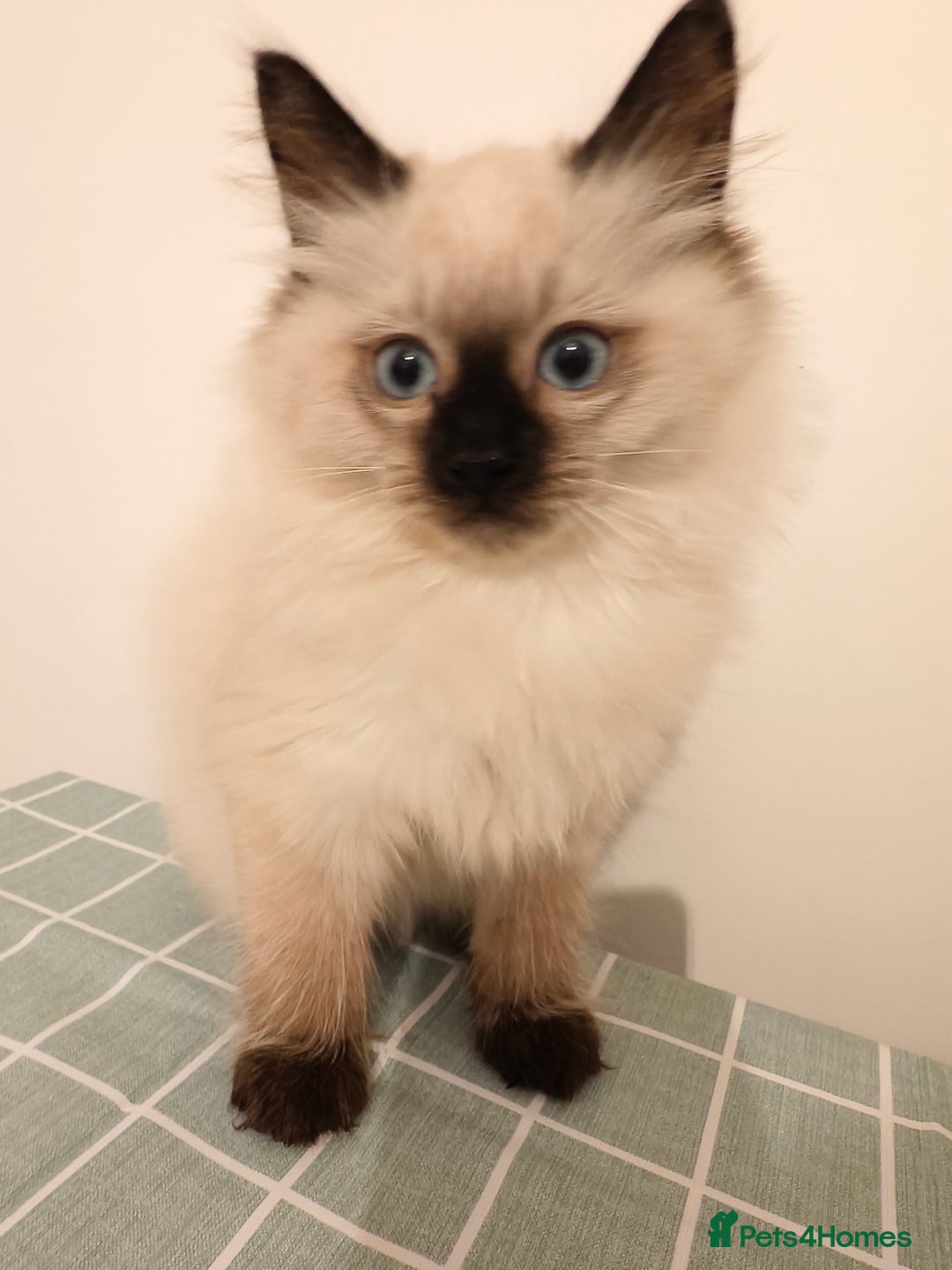 Ragdoll cats for sale: Beautiful Seal Point Ragdoll Kittens – for sale - Advert 3