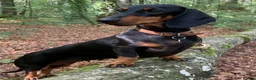 Miniature Dachshund dogs for sale: 7 Month Needs Rehoming ASAP - Advert 6