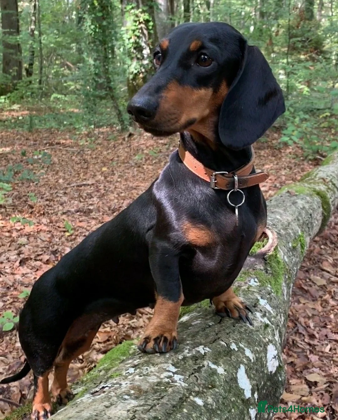 Miniature Dachshund dogs for sale: 7 Month Needs Rehoming ASAP - Advert 6