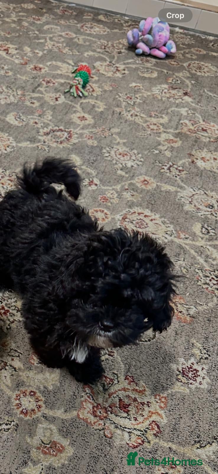 Shihpoo dogs Shihpoo pups - Advert 2