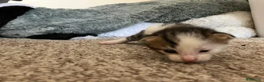 Mixed Breed Kitten 4