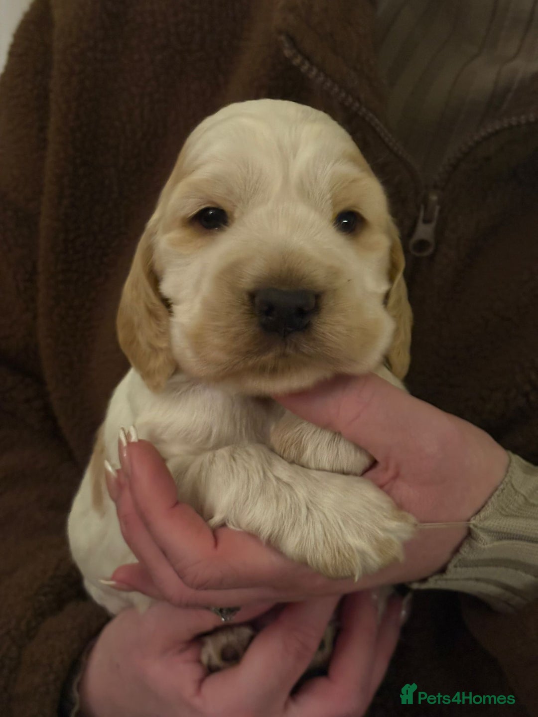 Cocker Spaniel dogs for sale: Extensively health tested, cocker spaniels. - Advert 6