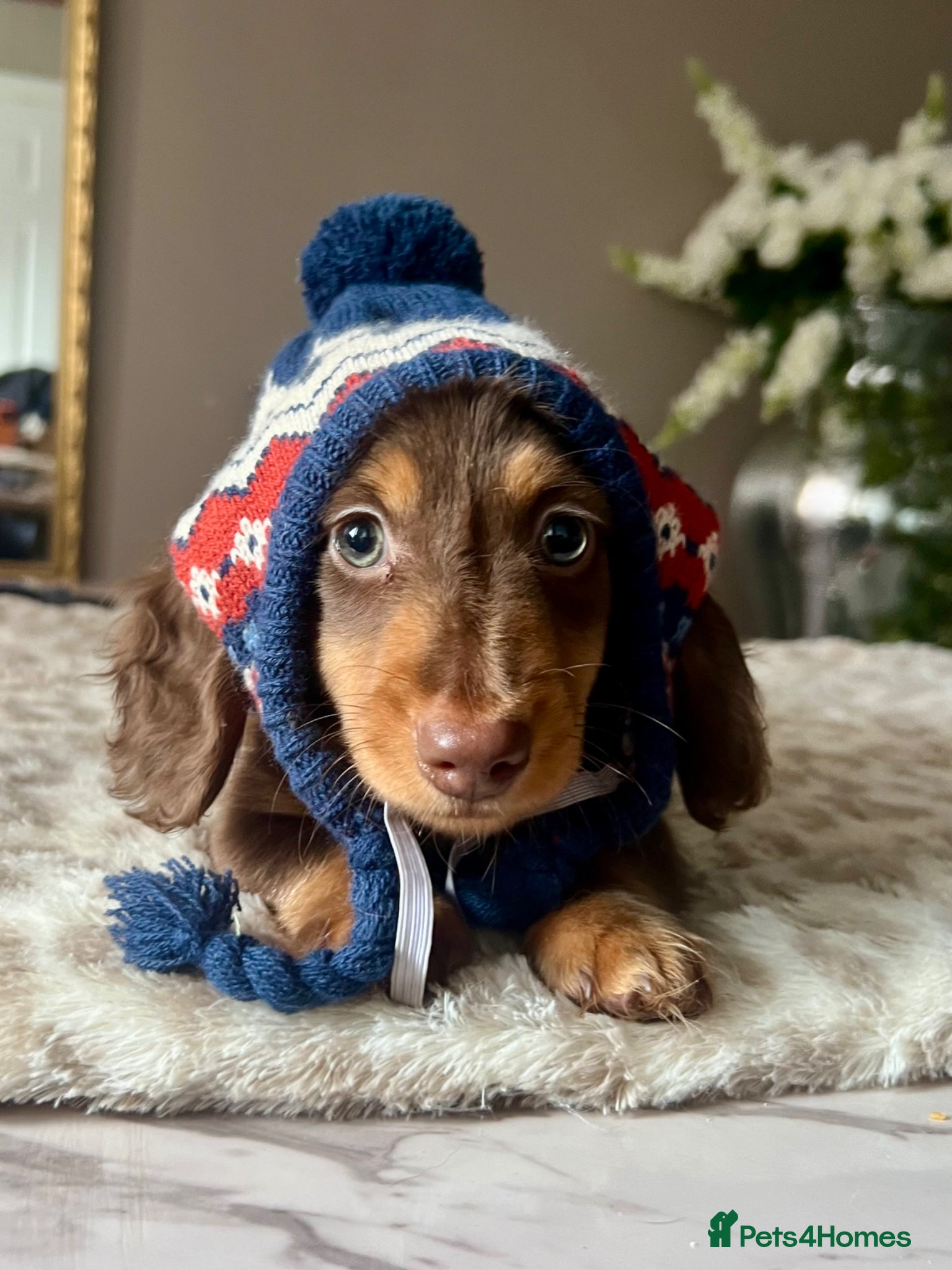Miniature Dachshund dogs 🐾 Stunning Chocolate Cream Mini Longhair Boys ✨🐶 - Advert 18