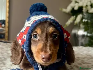 Miniature Dachshund dogs 🐾 Stunning Chocolate Cream Mini Longhair Boys ✨🐶 - Advert 9