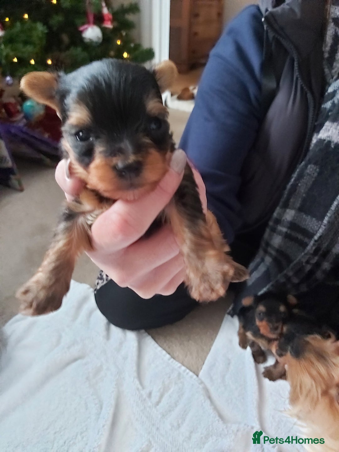 Yorkshire Terrier dogs for sale: Tiny Yorkshire Terriers - Advert 4