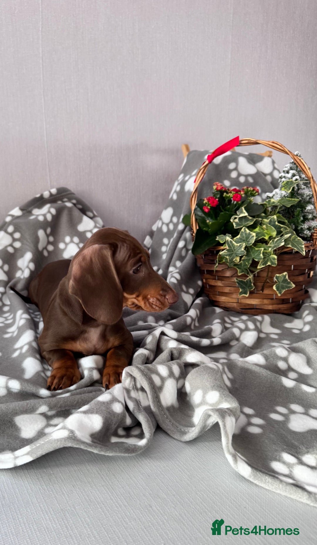 Miniature Dachshund dogs for sale: 🐾READY NOW-1 Boy 🐾 KC Miniature Dachshund  - Advert 11