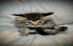 Ragdoll cats for sale: Ragdolls  - Image 11