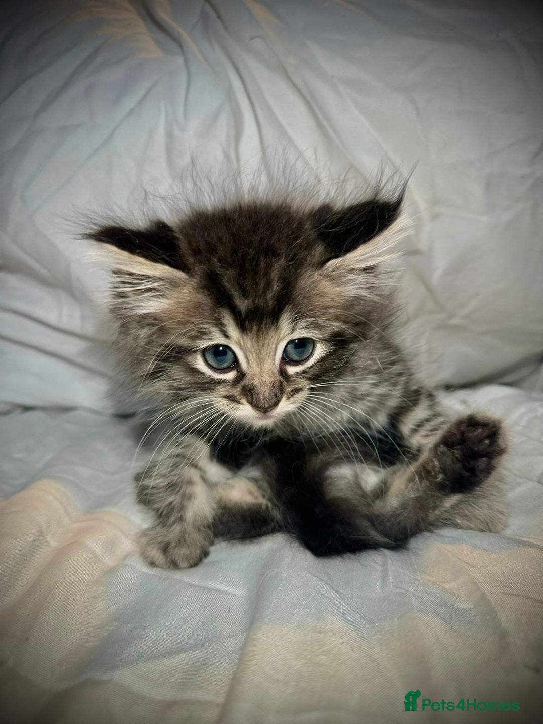 Ragdoll cats for sale: Ragdolls  - Image 11