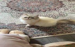 Persian cats for sale: mixed persian & bombay kittens  in Maidstone - Image 36