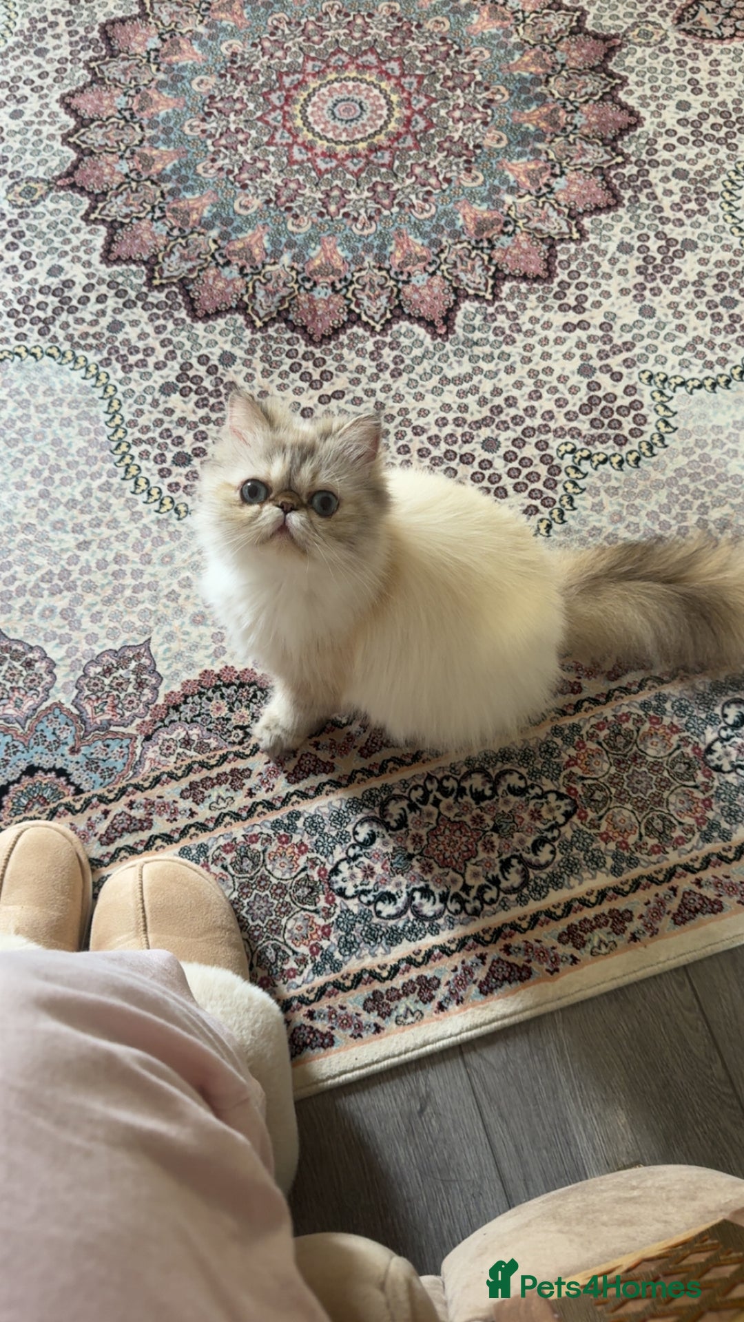 Persian cats for sale: mixed persian & bombay kittens  in Maidstone - Image 36