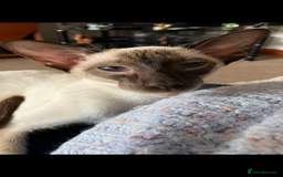 Siamese cats for sale: Two beautiful seal point brothers ❤️ - Advert 2