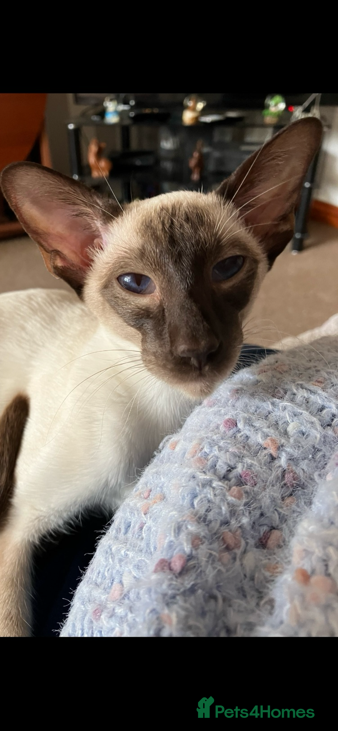Siamese cats for sale: Two beautiful seal point brothers ❤️ - Advert 2