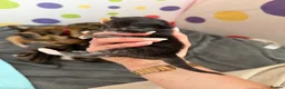 Mixed Breed cats for sale: Kittens  in Knaresborough - Advert 39