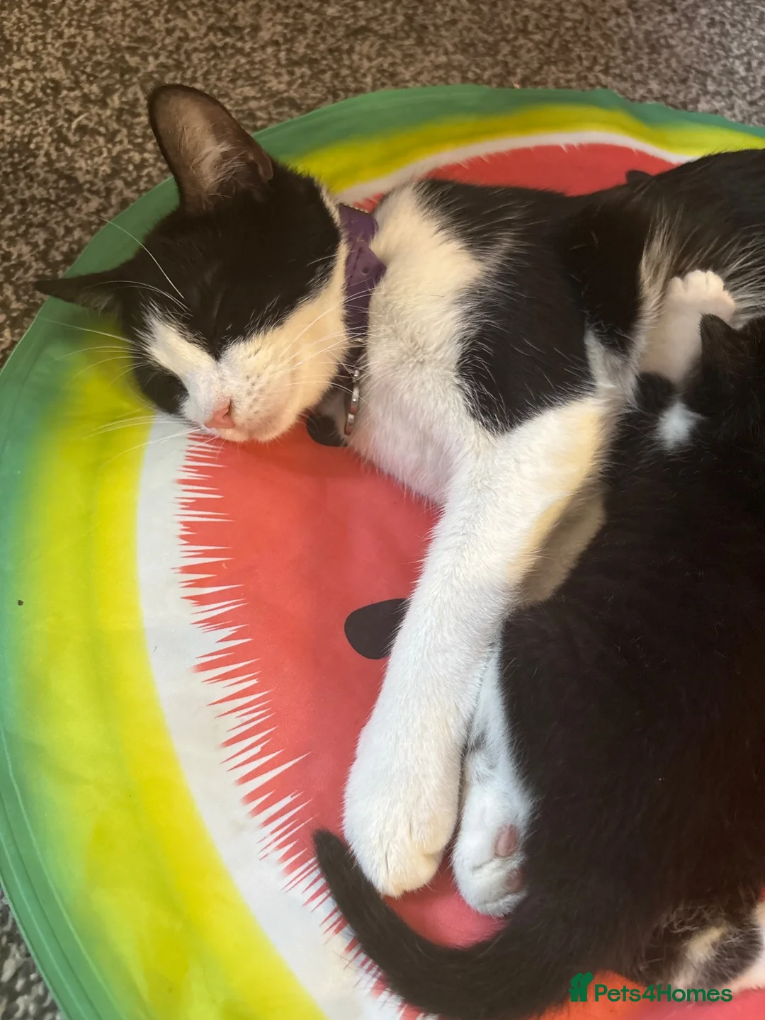 Domestic Shorthair cats for sale: 2 kittens in Buntingford - Advert 5