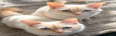 Ragdoll Kitten 3
