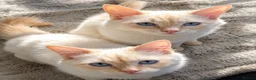 Ragdoll cats for sale: Flamepoint Ragdoll Boys  - Advert 1