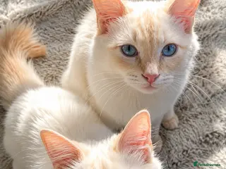 Ragdoll cats Flamepoint Ragdoll Boys - Advert 1