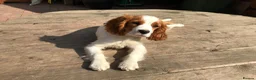 Mixed Breed dogs for sale: DAKOTA RETRIEVER CROSS COCKERLIER PUPPIES - Advert 18