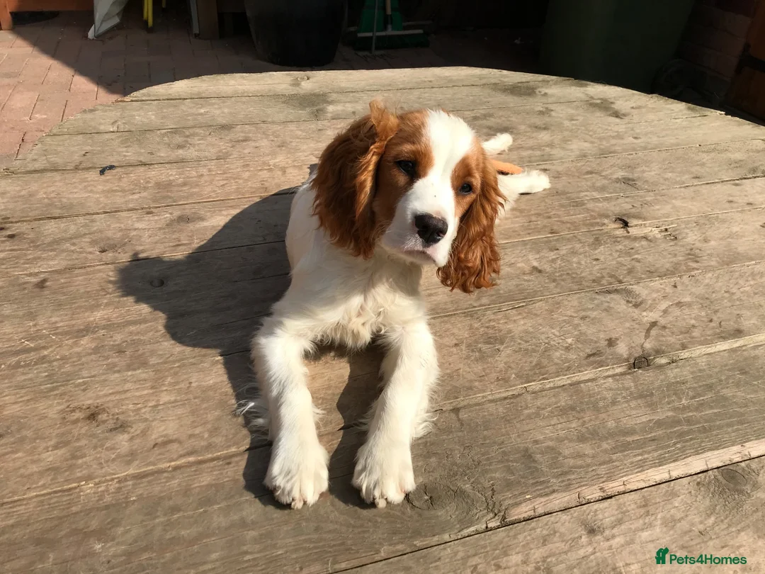 Mixed Breed dogs for sale: DAKOTA RETRIEVER CROSS COCKERLIER PUPPIES - Advert 18