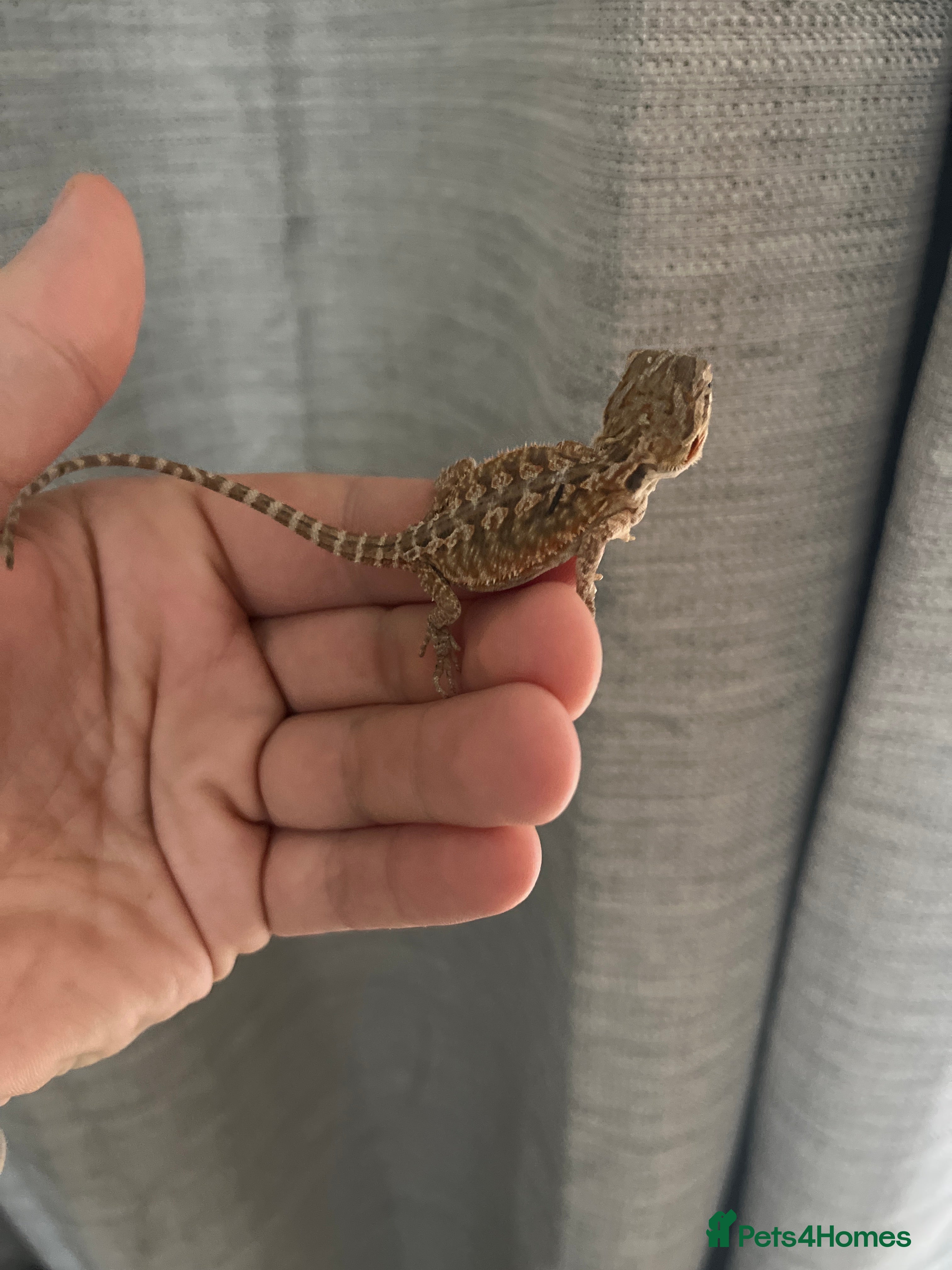 Bearded Dragon reptiles Bearded dragon 9 weeks old  - Advert 2