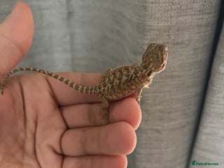 Bearded Dragon reptiles Bearded dragon 9 weeks old - Advert 1