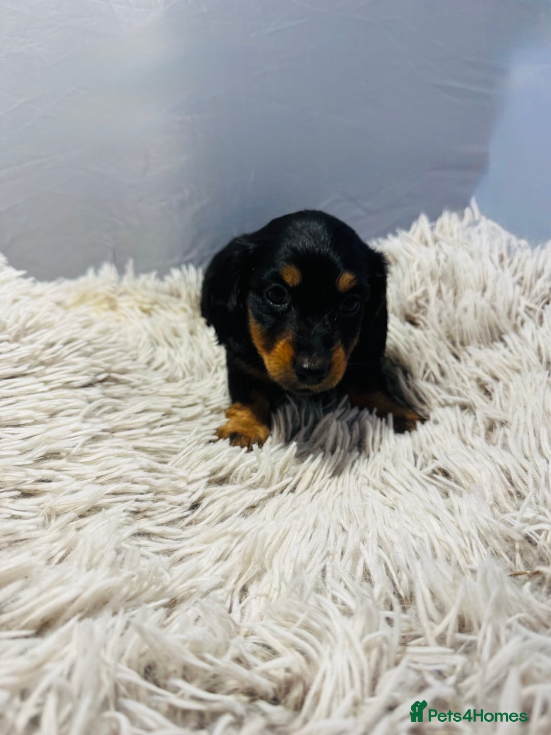 Miniature Dachshund dogs for sale: Beautiful minature dachshunds  - Advert 9