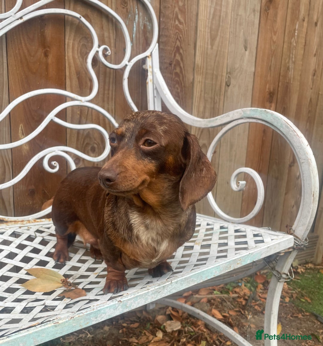 Miniature Dachshund dogs for sale: Miniature dachshund female - Image 3