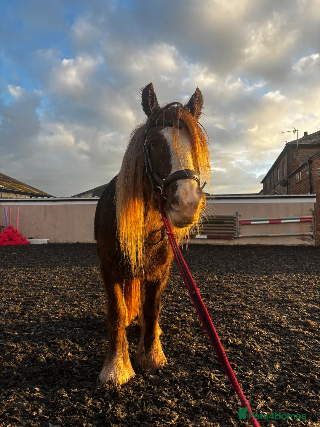Irish Cob horses for sale: 13.3 bum high 6 year old mare - Advert 1