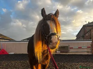 Irish Cob horses 13.3 bum high 6 year old mare - Advert 10