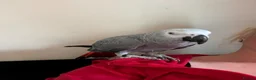 Parrots birds for sale: African grey - Advert 4