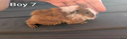 Guinea Pig rodents for sale: Baby funky pet boars  - Advert 5