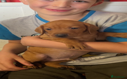 Mixed Breed dogs for sale: Hungarian Vizsla - Image 9