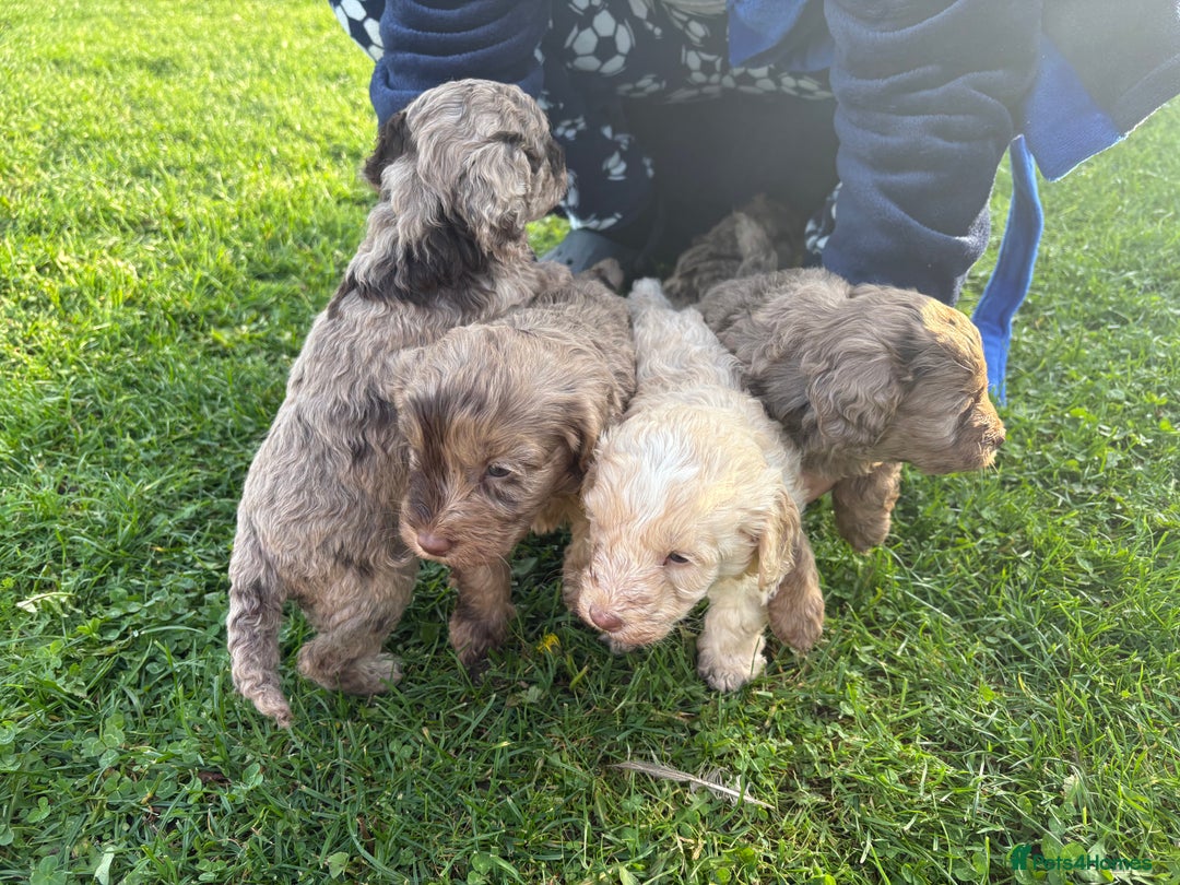 Cockapoo dogs for sale: American cockapoo - Image 4