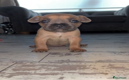 French Bulldog dogs for sale: French bulldog cross pups  - Image 7