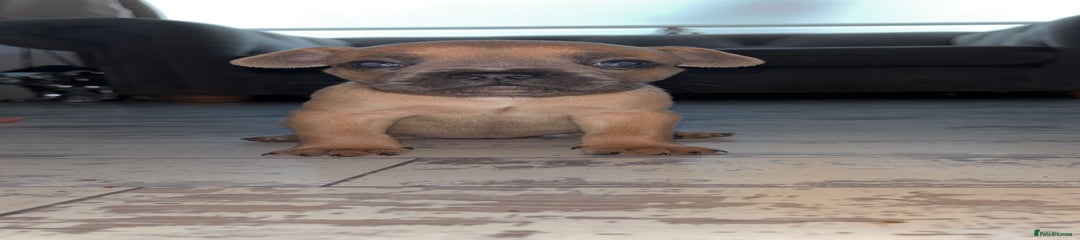 French Bulldog Puppy 5