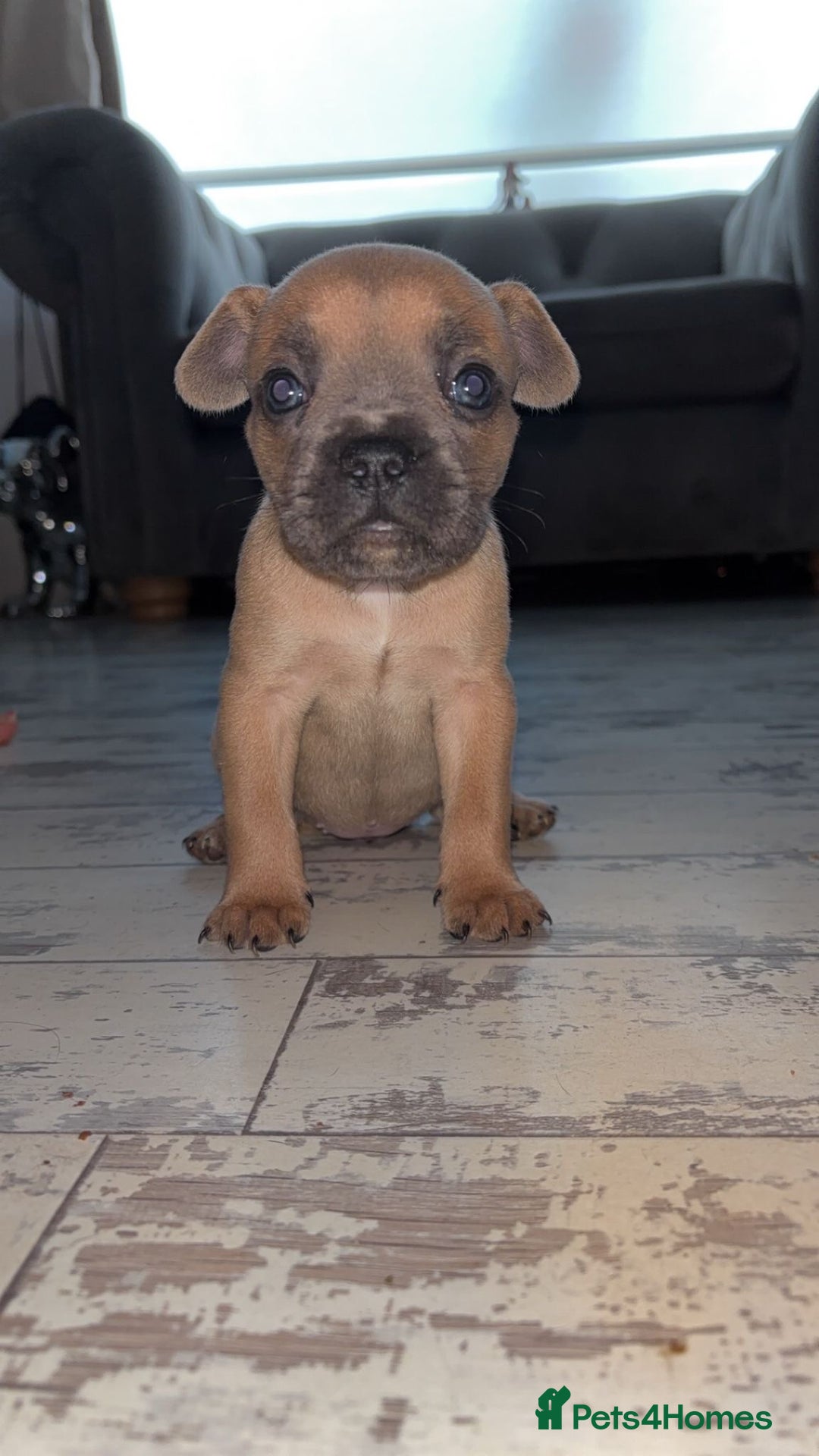 French Bulldog dogs for sale: French bulldog cross pups  - Image 7