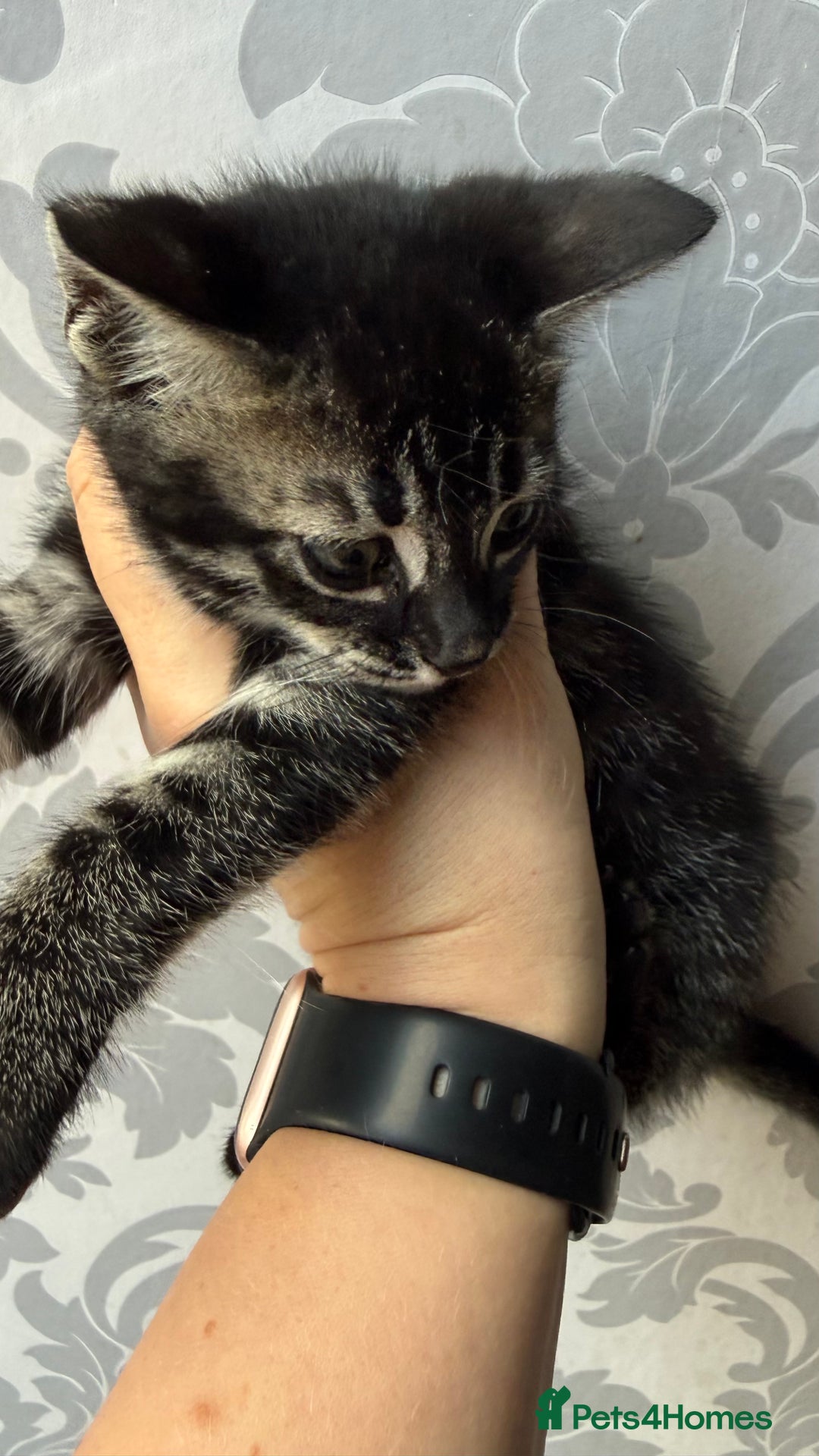 Mixed Breed cats for sale: Mixed bengal kittens - Advert 37