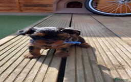 Yorkshire Terrier dogs for sale: Mini yorkshire terrier boy   - Image 4