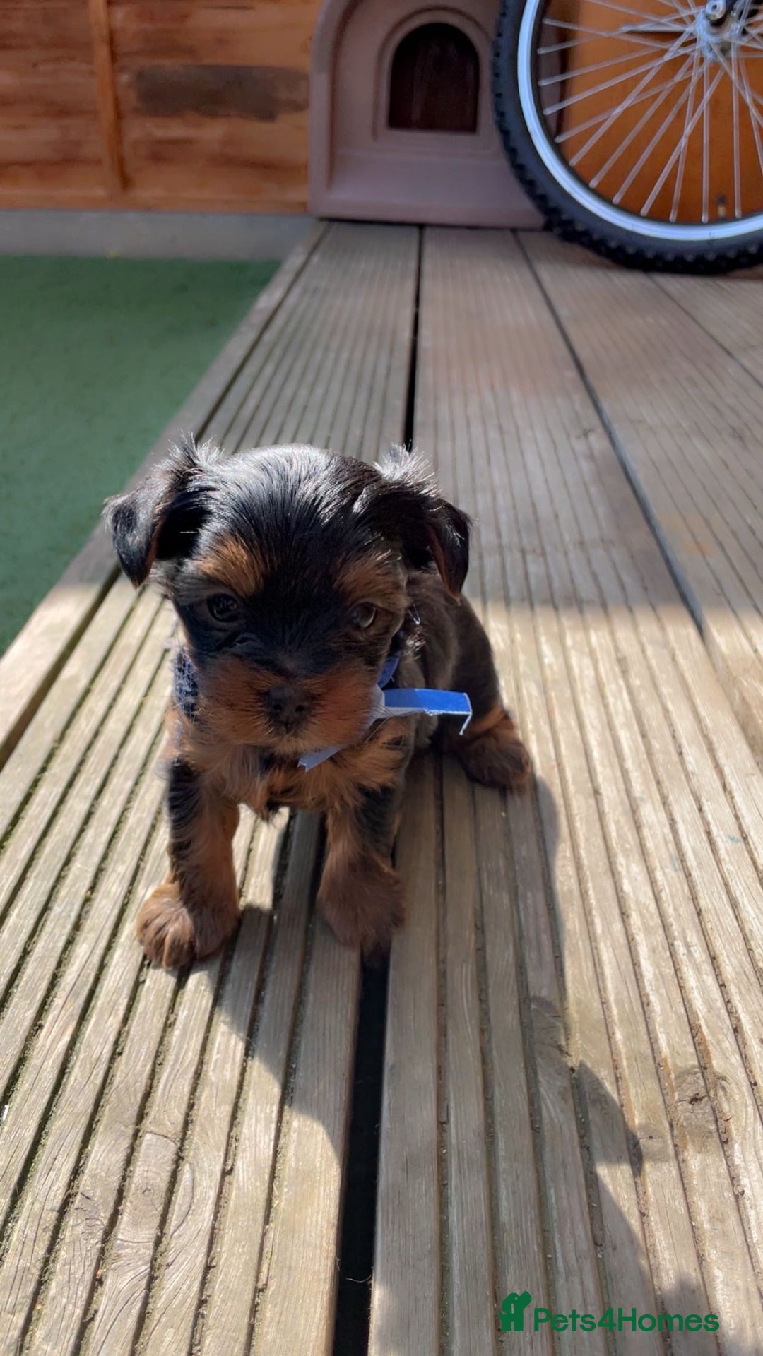 Yorkshire Terrier dogs for sale: Mini yorkshire terrier boy   - Image 4