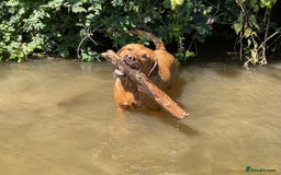 Labrador Retriever dogs for sale: Plump little Red Labrador Puppies! - Image 19