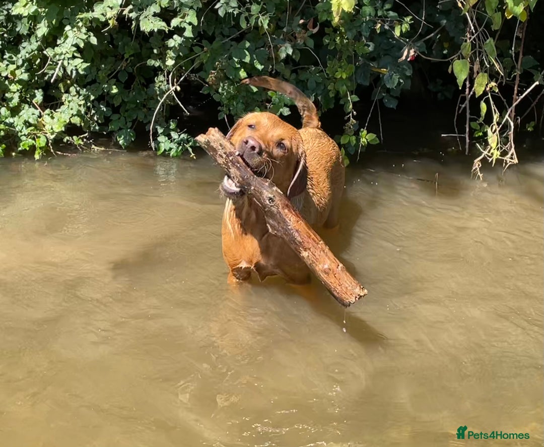 Labrador Retriever dogs for sale: Plump little Red Labrador Puppies! - Image 19
