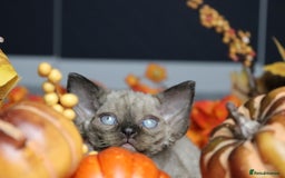 Devon Rex cats for sale: 🎉❤️ Full pedigree, healthy Devon rex boy 🎉❤️ - Image 16