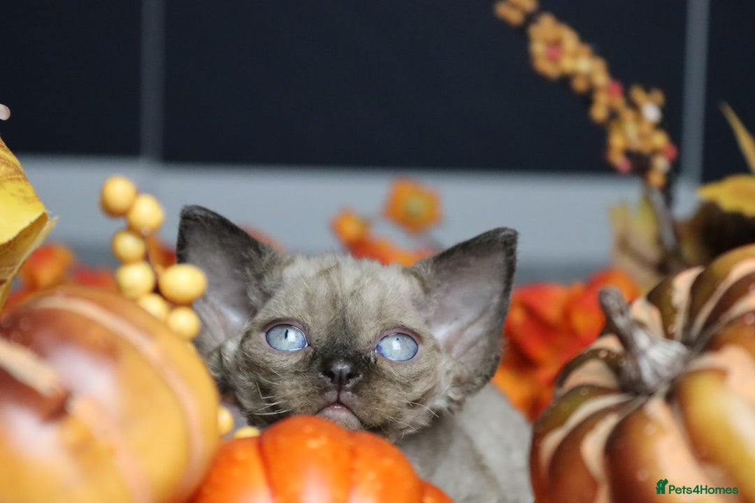 Devon Rex cats for sale: 🎉❤️ Full pedigree, healthy Devon rex boy 🎉❤️ - Image 16
